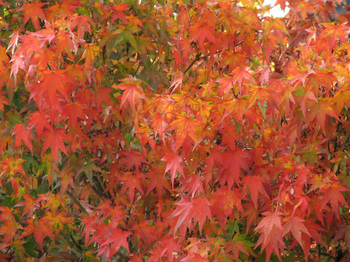 湯沢　市内　紅葉.jpg